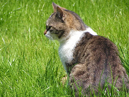 chat, herbe, animaux domestiques, animaux, chat moelleux, animal de compagnie, fermer, vert, un animal, thèmes animaux, animal, mammifère, plante, national, vertébré, couleur verte, champ, félin, la nature, chat domestique, terre, personne, journée, regardant, moustache, vue de profil, 1080P, CC0, domaine public, libre de droits