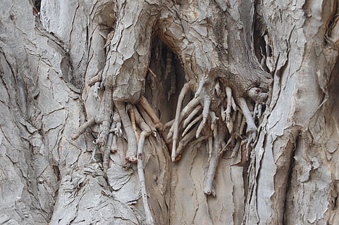 Logg, rot, bark, grodd, tre, natur, trerot, stamme, trestamme, full ramme, ingen folk, bakgrunn, anlegg, dag, nærbilde, plante del, mønster, strukturert, utendørs, tre - materiale, ujevn, vekst, kreativitet, håndverket, 2K, CC0, offentlig domene, opphavsrett gratis