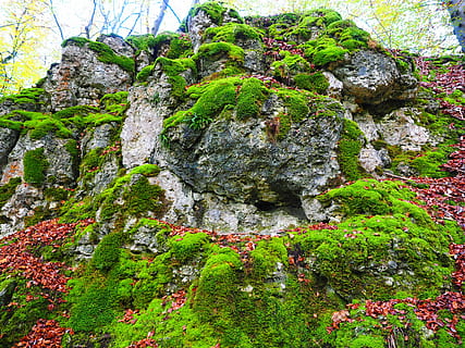 green grass, stone, moss, bemoost, green, overgrown, of course, forest, forest floor, rock, cratoneuron filicinum, fern-like strong nerve moss, laubmoos, amblystegiaceae, strong nerve moss, vulgar strong nerve moss, varying greatly annoying moss, palustriella commutata, cratoneuron commutatum, nature, rock - Object, outdoors, plant, growth, solid, green color, beauty in nature, day, no people, tranquility, land, tree, tranquil scene, rock formation, low angle view, close-up, formation, lichen, 4K, CC0, public domain, royalty free