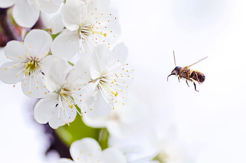 Weiß, Blütenblatt Blume, braun, Bienen, fliegend, um, Blumen, Biene, Blume, Aktion, Insekt, Natur, Nahansicht, Frühling, Makro, Pollen, Bestäubung, Pflanze, Blütenblatt, draußen, blühen, Honigbiene, Honig, Schönheit in der Natur, Sommer-, Tier, weiße Farbe, keine Leute, ein Tier, Tierthemen, blühende Pflanze, wirbellos, Tierwelt, Zerbrechlichkeit, Frische, Verletzlichkeit, Tiere in freier Wildbahn, Wachstum, Blütenkopf, Tierflügel, Kirschblüte, 5K, CC0, gemeinfrei, lizenzfrei