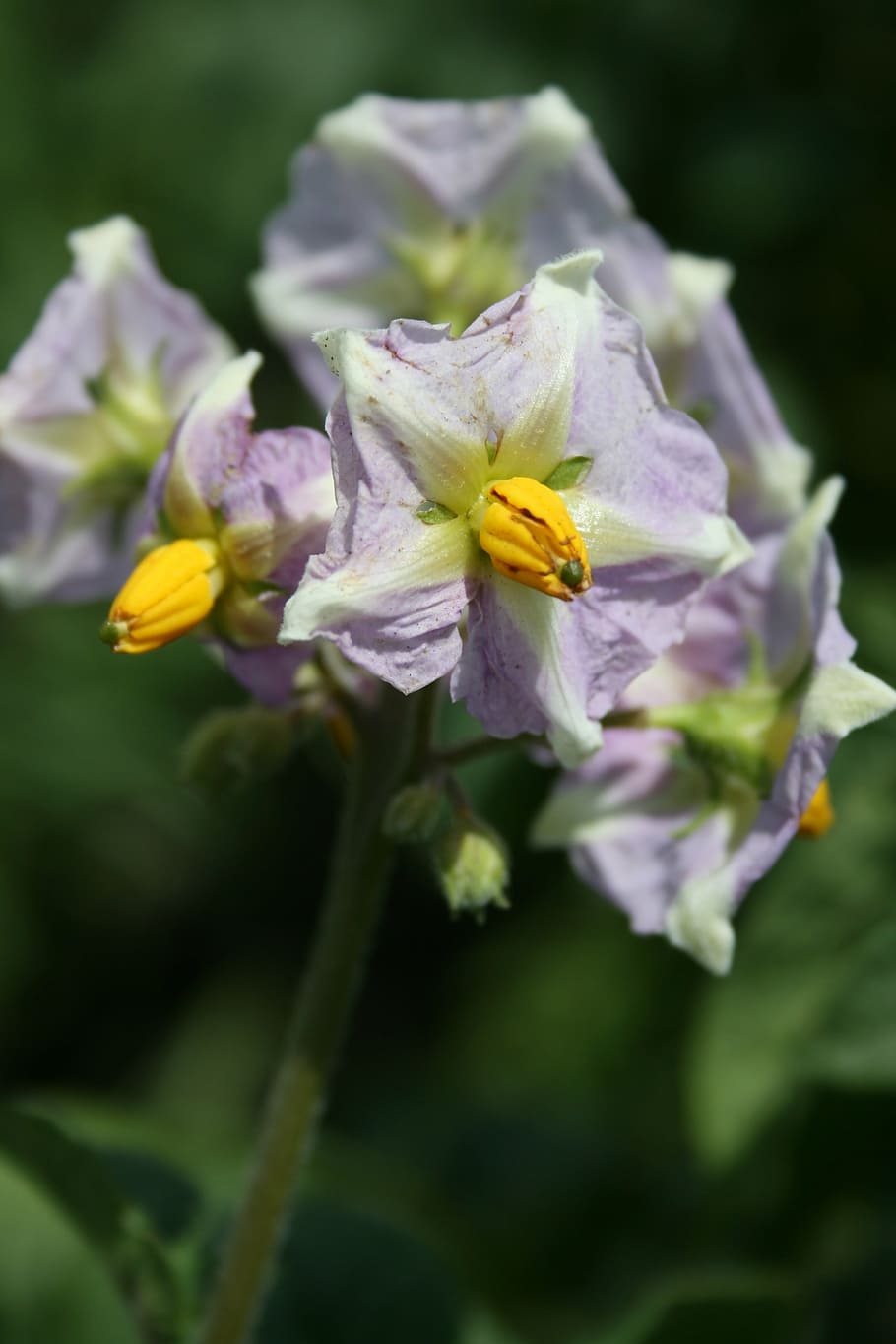 patata, flor, naturalesa, planta, pètal, primer pla, primavera, planta amb flors, bellesa a la natura, fragilitat, vulnerabilitat, frescor, inflorescència, cap de flor, creixement, groc, cap gent, dia, insecte, centrar-se en primer pla, animals a la natura, porpra, a l'aire lliure, pol·len, polinització, 4K