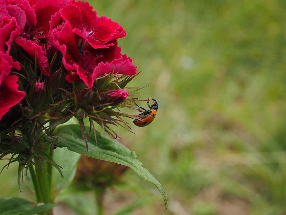 marieta, coccinellidae, escarabat, elytron, siebenpunkt ladybird, siebenpunkt, coccinella septempunctata, clavell, flor, florir, vermell, cúpula, gatejar, krabbeltier, primavera, un animal, insecte, animals a la natura, temes d'animals, naturalesa, creixement, planta, invertebrat, fauna animal, animal, bellesa a la natura, planta amb flors, primer pla, centrar-se en primer pla, fragilitat, vulnerabilitat, dia, frescor, cap gent, ala dels animals, cap de flor, a l'aire lliure, polinització, papallona - insecte, 4K