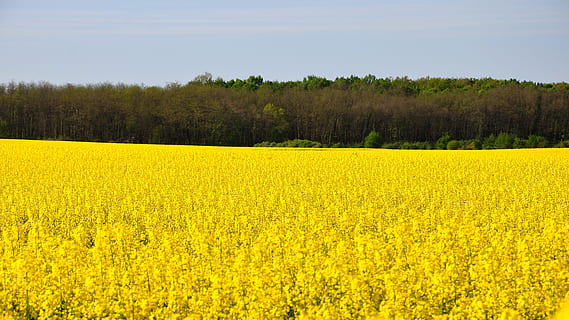 voldtage, forår, raps, Mark, gul, canola felt, natur, landbrug, landlige scene, landskab, blomst, sommer, udendørs, afgrøde, himmel, gård, ikke-urbane scene, plante, skønhed i naturen, scenics, eng, landskaber, jord, miljø, scenics - natur, vækst, rolig scene, ro, blomstrende plante, ingen mennesker, blomsterseng, 4K, CC0, offentligt domæne, royaltyfrie