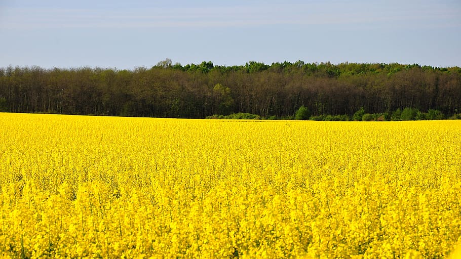 voldtage, forår, raps, Mark, gul, canola felt, natur, landbrug, landlige scene, landskab, blomst, sommer, udendørs, afgrøde, himmel, gård, ikke-urbane scene, plante, skønhed i naturen, scenics, eng, landskaber, jord, miljø, scenics - natur, vækst, rolig scene, ro, blomstrende plante, ingen mennesker, blomsterseng, 4K