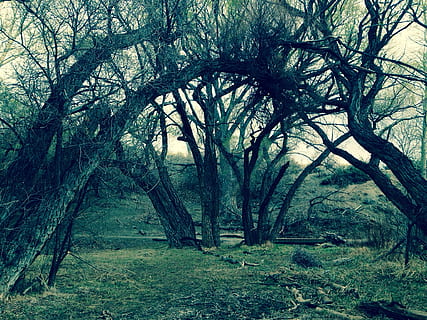 fotografia de retrat, camp de gespa, arbres, bosc, herba, naturalesa, paisatge, verd, parc, a l'aire lliure, fusta, escènic, grunge, molsa, arbre, planta, terra, tranquil·litat, creixement, bellesa a la natura, cap gent, dia, escena tranquil·la, branca, tronc, tronc de l'arbre, arbre nu, escenics - natura, camp, escena no urbana, 1080P, CC0, domini públic, lliure de regalies