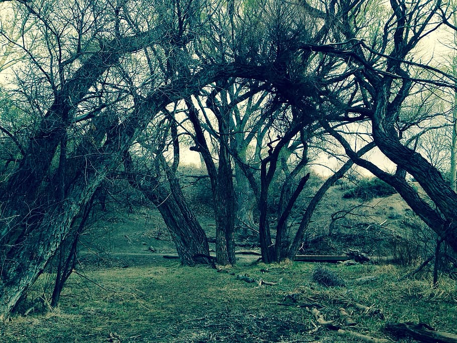 fotografia de retrat, camp de gespa, arbres, bosc, herba, naturalesa, paisatge, verd, parc, a l'aire lliure, fusta, escènic, grunge, molsa, arbre, planta, terra, tranquil·litat, creixement, bellesa a la natura, cap gent, dia, escena tranquil·la, branca, tronc, tronc de l'arbre, arbre nu, escenics - natura, camp, escena no urbana, 1080P