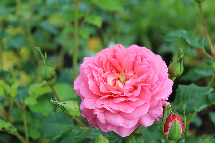 blomster, rose, blomstre, blomst, rosa, natur, rose blomster, rosa rose, sommer, grønn, skjønnhet, variasjon, sollys, hage, romantisk, hage rose, rose avl, parfyme, fargerik, blomstrende plante, anlegg, skjønnhet i naturen, friskhet, nærbilde, rosa farge, petal, skjørhet, sårbarhet, blad, plante del, vekst, inflorescence, fokusere på forgrunnen, blomsterhodet, peon, grønn farge, ingen folk, utendørs, våren, 5K