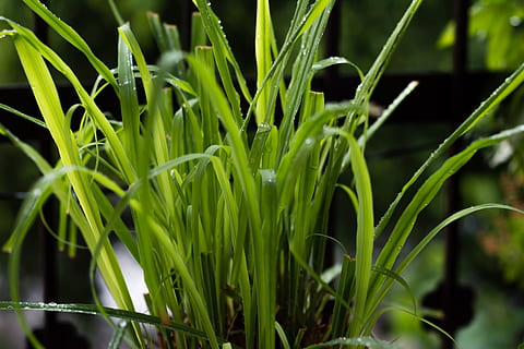 træ, grønt blad, blomster, blad vektor, efterårsblade, natur, falde blade, blade isoleret, forlader baggrunden, blad mønster, blad ikon, plante, mønster, blad, vækst, miljø, naturlig, blade, Skov, grøn, have, forår, grøn farve, skønhed i naturen, tæt på, Mark, landbrug, jord, fokus på forgrunden, dag, ingen mennesker, afgrøde, plante del, udendørs, friskhed, ro, gård, græs, græsblad, plantage, 5K, CC0, offentligt domæne, royaltyfrie