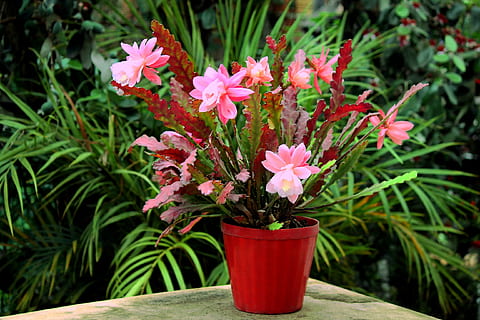 cactus, fiorito, fioritura, spine, rosa, fiori, esotico, fiore, cactus in fiore, bellezza, giardino, fiori di cactus, piante, pianta, crescita, pianta fiorita, bellezza nella natura, freschezza, fragilità, vulnerabilità, colore rosa, parte vegetale, petalo, natura, rosso, avvicinamento, foglia, nessuno, pianta in vaso, testa di fiore, infiorescenza, giorno, all'aperto, vaso di fiori, 2K, CC0, dominio pubblico, privo di copyright
