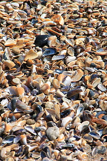 mollusco, mare, conchiglie, spiaggia, mare, conchiglie, conchiglia, frutti di mare, marino, animale, ostrica, tropicale, acquatico, mitilo, fondale, fotogramma intero, abbondanza, grande gruppo di animali, sfondi, natura, grande gruppo di oggetti, nessuno, vista dall'alto, fauna selvatica, giorno, avvicinamento, luce del sole, terra, guscio di animale, cibo, cibo e bevande, temi animali, ciottolo, 4K, CC0, dominio pubblico, privo di copyright