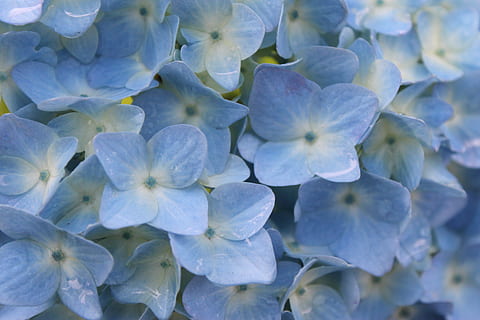 biru, hydrangea, hujan, keindahan di alam, bunga, tanaman berbunga, menanam, merapatkan, kesegaran, pertumbuhan, bingkai penuh, hal berkembang, daun bunga, kepala bunga, tidak ada orang, kerapuhan, latar belakang, kerentanan, alam, hari, di luar rumah, ungu, kemurnian, 4K, CC0, domain publik, bebas royalti