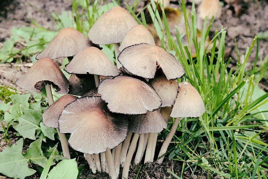 svampe, Skov, natur, skovbund, fugtig, champignon, svamp, grøntsag, vækst, mad, plante, paddehat, jord, tæt på, spiselige svampe, Mark, ingen mennesker, skønhed i naturen, dag, sårbarhed, græs, skrøbelighed, friskhed, mad og drikke, udendørs, 4K