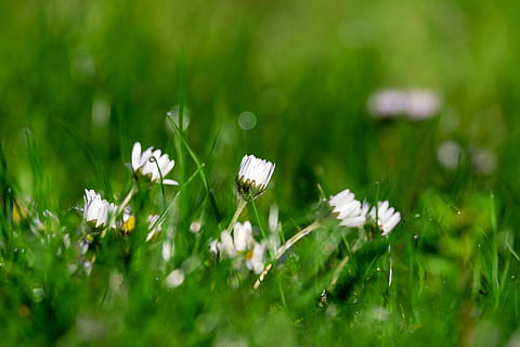 เลือก, มุ่งเน้นการถ่ายภาพ, ขาว, ดอกไม้, ดอกเดซี, Bellis, เดซี่หลายปี, tausendschön, ทุ่งหญ้า, ดอก, เบ่งบาน, ปิด, ดอกไม้แหลม, คอมโพสิต, แอสเทอ, รักษา, ปรัชญา Bellis, ลางสังหรณ์แห่งฤดูใบไม้ผลิ, ไม้ดอก, ปลูก, ความงามในธรรมชาติ, ความบอบบาง, ความสด, การเจริญเติบโต, ความอ่อนแอ, สีเขียว, ธีมสัตว์, เลือกโฟกัส, สัตว์ป่า, สัตว์ที่ไม่มีกระดูกสันหลัง, แมลง, สนาม, สัตว์, สัตว์ในป่า, ธรรมชาติ, ใกล้ชิด, สีขาว, ปีกสัตว์, หัวดอกไม้, ไม่มีคน, ผีเสื้อ - แมลง, การผสมเกสรดอกไม้, 4K, CC0, โดเมนสาธารณะ, ค่าลิขสิทธิ์ฟรี
