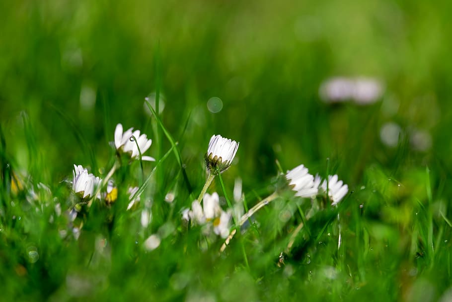 selektivní, zaostřovací fotografie, bílý, květiny, sedmikráska, bellis, víceletý sedmikráska, tausendschön, louka, květ, Zavřeno, špičatý květ, kompozitů, asteraceae, lék, bellis filozofie, předzvěst jara, kvetoucí rostlina, rostlina, krása v přírodě, křehkost, svěžest, růst, zranitelnost, zelená barva, zvířat, selektivní zaměření, bezobratlý, hmyz, pole, zvíře, zvířata ve volné přírodě, Příroda, detail, bílá barva, zvířecí křídlo, květu hlavy, nikdo, motýl - hmyz, opylování, 4K