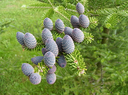 Makro, Zapfen, Kiefer, Pflanze, Wachstum, Natur, Schönheit in der Natur, Land, keine Leute, Nahansicht, Tag, grüne Farbe, Fokus auf den Vordergrund, draußen, Blume, Feld, Umgebung, Lebensmittel, Landschaft, Frische, Baum, blühende Pflanze, Schönheit, lila, 2K, CC0, gemeinfrei, lizenzfrei