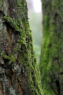 mos, korstmossen, boom, oud, groen, de schors, próchniejący voorraad, boomstam, natuur, groene kleur, dag, fabriek, groei, focus op de voorgrond, romp, geen mensen, land-, detailopname, schoonheid in de natuur, kalmte, Bos, getextureerde, buitenshuis, ruw, selectieve aandacht, schors, korstmos, regenwoud, 5K, CC0, publiek domein, royaltyvrij