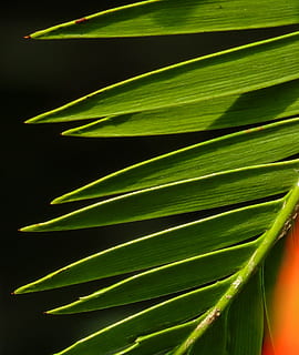 Palme, Blatt, Textur, Hintergrund, Struktur, Grün, grüne Farbe, Wachstum, Pflanze, Pflanzenteil, Nahansicht, Natur, Schönheit in der Natur, keine Leute, Palmblatt, tropisches Klima, Botanik, Baum, draußen, Frische, Tag, natürliches Muster, Muster, Hintergründe, Blätter, 2K, CC0, gemeinfrei, lizenzfrei