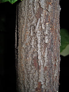 tre, stamme, bark, strukturert, naturlig, tekstur, miljø, natur, skog, trestamme, nærbilde, fokusere på forgrunnen, ujevn, anlegg, dag, ingen folk, utendørs, tre - materiale, mønster, vekst, brun, forvitret, seighet, naturlig mønster, 1080P, CC0, offentlig domene, opphavsrett gratis