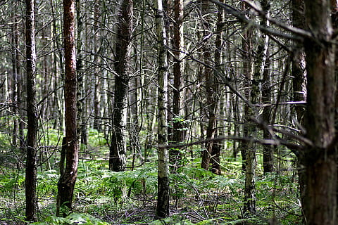 miškas, medis, beržas, tada, tankiai, krūmynai, europos, vaizdas, spygliuočių, šaknis, bor, žalias, žemės, augalų, medžio kamienas, bagažinė, ramybė, augimą, pobūdį, nėra žmonių, grožis gamtoje, ramioje scenoje, dieną, lauke, ne miesto scenoje, žalia spalva, vaizdai - gamta, saulės šviesa, Nuotolinis, bambuko augalas, 5K, CC0, Viešasis domenas, nemokamai