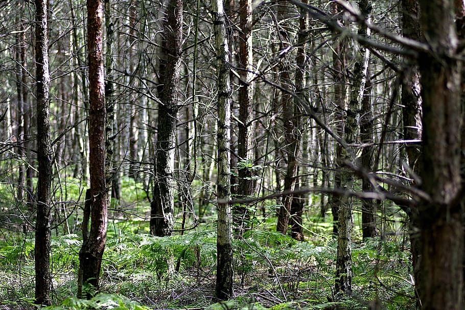 bosc, arbre, bedoll, llavors, densament, exfoliants, el europeu, vista, coníferes, arrel, bor, verd, terra, planta, tronc de l'arbre, tronc, tranquil·litat, creixement, naturalesa, cap gent, bellesa a la natura, escena tranquil·la, dia, a l'aire lliure, escena no urbana, color verd, escenics - natura, llum solar, remot, bambú - planta, 5K
