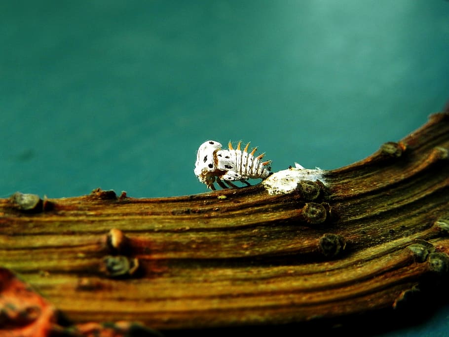 error blanc, blanc, insecte, branca d'un arbre, naturalesa, error, branca, material de fusta, animal, fauna animal, temes d'animals, enfocament selectiu, un animal, animals a la natura, cap gent, vertebrats, primer pla, rèptil, dia, zoologia, fusta, a l'aire lliure, metall, arbre, animals en captivitat, llangardaix, 2K