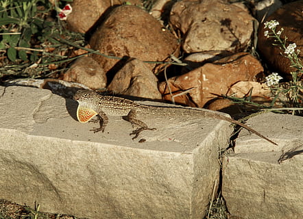 llangardaix, rèptil, petit, gecko, colorit, temes d'animals, fauna animal, animals a la natura, un animal, cap gent, animal, sòlid, vertebrats, rock, naturalesa, rock - object, dia, llum solar, centrar-se en primer pla, primer pla, insecte, a l'aire lliure, vista d’angle alt, verinós, papallona, 1080P, CC0, domini públic, lliure de regalies