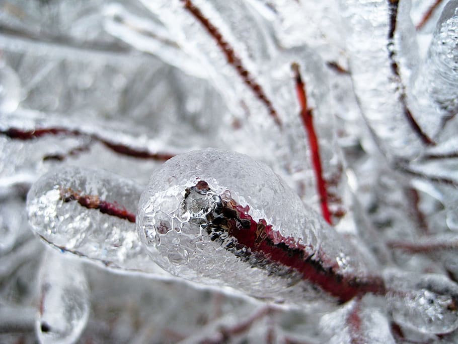 is, træer, vinter, sne, kold, pift, slud, planter, skade, frost, kold temperatur, Frosset, tæt på, natur, ingen mennesker, krystal, dag, rød, udendørs, mad og drikke, selektiv fokusering, skønhed i naturen, hvid farve, istap, iskrystal, smeltning, sølvfarvet, frosset vand, 2K