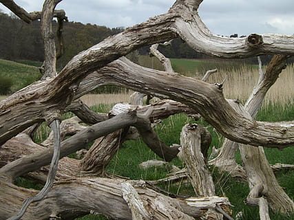 tangled, filiāles, žurnāls, koksne, sausa, koks, miris, raksturs, augu, koksne - materiāls, miris augs, stumbrs, koka stumbrs, dienā, nav cilvēku, miers, zeme, filiāle, ārā, ainavu, savīti, izaugsmi, skaistums dabā, drifts, skatuves - daba, 4K, CC0, publiskais domēns, bez atlīdzības