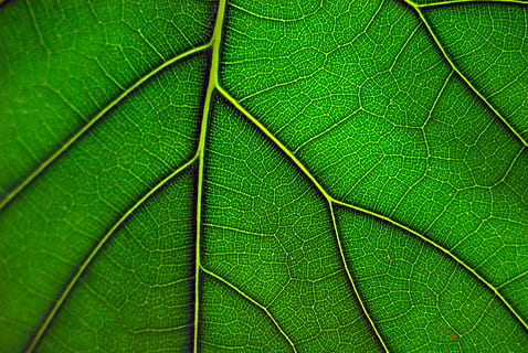 folha, verde, macro, Folha verde, natureza, plantar, natural, botânica, quadro completo, origens, parte da planta, cor verde, fechar-se, veia da folha, texturizado, ninguém, dia, crescimento, padronizar, ao ar livre, padrão natural, beleza na natureza, close-up extremo, árvore, efeito texturizado, 4K, CC0, domínio público, royalty free