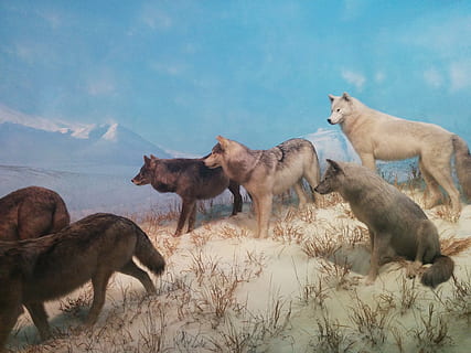 pacco, lupi, collina, la neve, capped, montagne paint, lupo, natura, selvaggio, animale, predatore, grigio, mammifero, cane, canino, pelliccia, legname, peloso, bestia, carnivoro, gruppo di animali, temi animali, fauna selvatica, vertebrato, animali allo stato selvatico, animali domestici, nessuno, bestiame, cielo, domestico, giorno, pianta, nuvola - cielo, campo, gruppo medio di animali, terra, erbivoro, famiglia di animali, 2K, CC0, dominio pubblico, privo di copyright