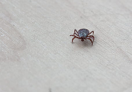 acaro, insetto, parassiti, macro, avvicinamento, insetti, sanguisuga, encefalite, estate, temi animali, animale, un animale, fauna selvatica, animali allo stato selvatico, invertebrato, aracnide, artropodo, nessuno, ragno, zoologia, terra, giorno, lunghezza intera, all'aperto, natura, messa a fuoco selettiva, marino, piccolo, velenoso, 1080P, CC0, dominio pubblico, privo di copyright
