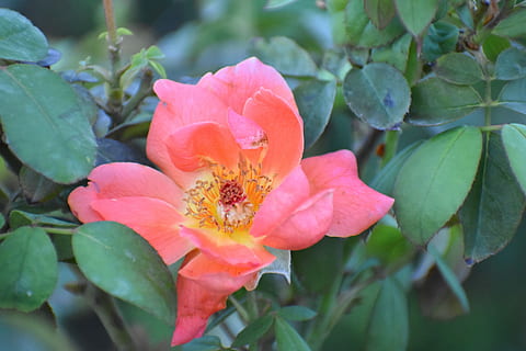 flor, anteres, pètals, planta amb flors, planta, fragilitat, frescor, vulnerabilitat, pètal, primer pla, bellesa a la natura, creixement, full, part de la planta, cap de flor, inflorescència, pol·len, naturalesa, cap gent, dia, color rosa, centrar-se en primer pla, a l'aire lliure, primavera, 5K, CC0, domini públic, lliure de regalies