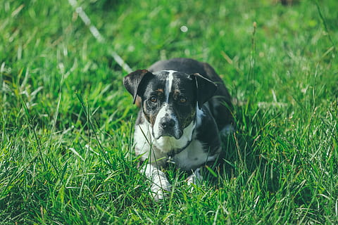 alb, negru, câine, verde, iarbă, adult, american pit bull terrier, minciună, iarba câmp, rezervor, animale de companie, animal, canin, drăguţ, în aer liber, câine de rasă pură, cățeluș, mamifer, animale domestice, prietenie, vară, culoare neagră, un animal, animale tematice, intern, plantă, animale vertebrate, portret, Culoarea verde, camp, privind camera, natură, nici o persoana, teren, zi, 5K, CC0, domeniu public, fără drepturi de autor