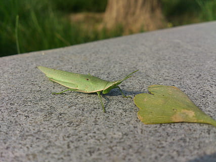 sauterelle, feuille verte, statique, thèmes animaux, la faune des animaux, animal, route, un animal, animaux à l'état sauvage, invertébré, la nature, insecte, couleur verte, personne, journée, transport, fermer, partie du corps de l'animal, mise au point sélective, en plein air, partie de la plante, feuille, plante, à la surface, 4K, CC0, domaine public, libre de droits
