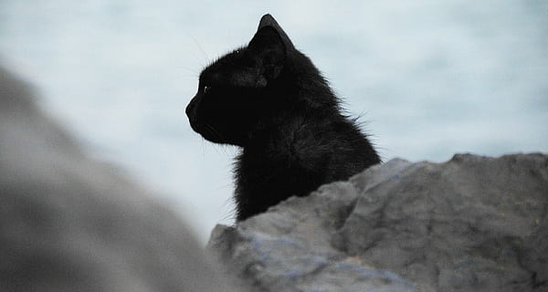 kat kat, top, grå, klippe, kat, sort, profil, leder, feline, kæledyr, indenlandske, dyr, killing, nuttet, kitty, silhuet, klipper, portræt, indenlandske kat, pattedyr, natur, dyre temaer, et dyr, husdyr, sort farve, hvirveldyr, ingen mennesker, hund, hunde, dag, dyrehår, vinter, dyr i naturen, sidebillede, dyr hoved, border Collie, profilvisning, 2K, CC0, offentligt domæne, royaltyfrie