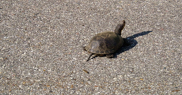 turtle, road, crawl, shell, wildlife, nature, animal, animal themes, animal wildlife, animals in the wild, one animal, high angle view, vertebrate, day, sunlight, no people, city, land, bird, outdoors, street, reptile, shadow, 1080P, CC0, public domain, royalty free