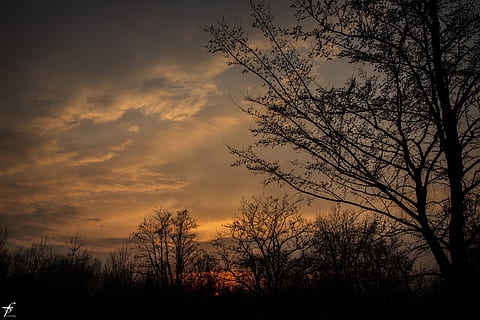 spring, evening, nature, landscape, sunset, horizon, dark, outdoors, tree, silhouette, sky, cloud - sky, beauty in nature, plant, scenics - nature, tranquility, tranquil scene, bare tree, orange color, no people, idyllic, branch, non-urban scene, low angle view, 1080P, CC0, public domain, royalty free