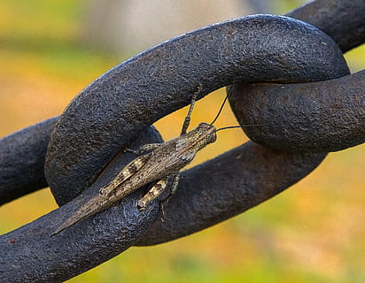 Heuschrecke, Insekt, Fehler, Tierwelt, Makro, bunt, Nahansicht, Käfer, Natur, ein Tier, Reptil, Tiere in freier Wildbahn, Tag, Fokus auf den Vordergrund, draußen, Tierthemen, keine Leute, Tier, Wirbeltier, Eidechse, Baum, Ast, Tierkörperteil, Metall, Pflanze, Tiere in Gefangenschaft, Leguan, Tierwaage, 2K, CC0, gemeinfrei, lizenzfrei