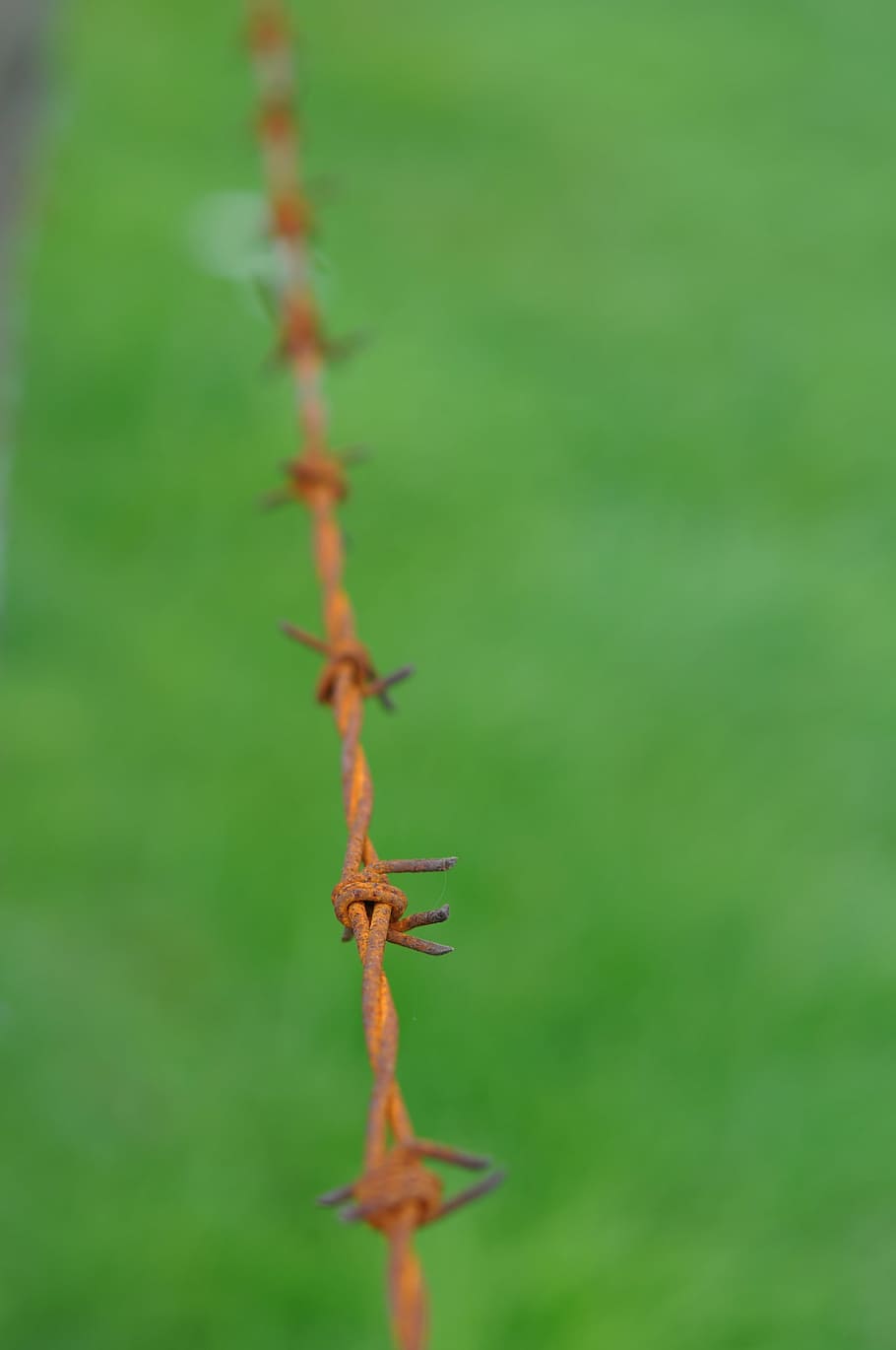 drát, rez, kov, žehlička, plot, nebezpečí, soukromé, bariéra, zakázáno, ochrana, Příroda, zelená barva, tráva, rostlinné části, list, nikdo, rostlina, den, detail, selektivní zaměření, venku, krása v přírodě, růst, zaměřit se na popředí, podzim, změna, Červené, klid, suchý, ostrý, 4K
