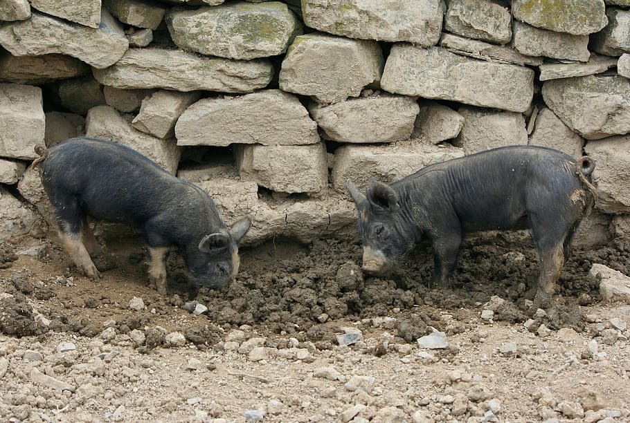 garrins, sabates, porcs, jove, fang, mamífer, temes d'animals, animal, sòlid, porc, grup d’animals, rock, naturalesa, bestiar, dia, animals domèstics, cap gent, pedra - objecte, rock - object, fauna animal, vertebrats, brutícia, camp, agricultura, paret de pedra, còdols, herbívors, 2K