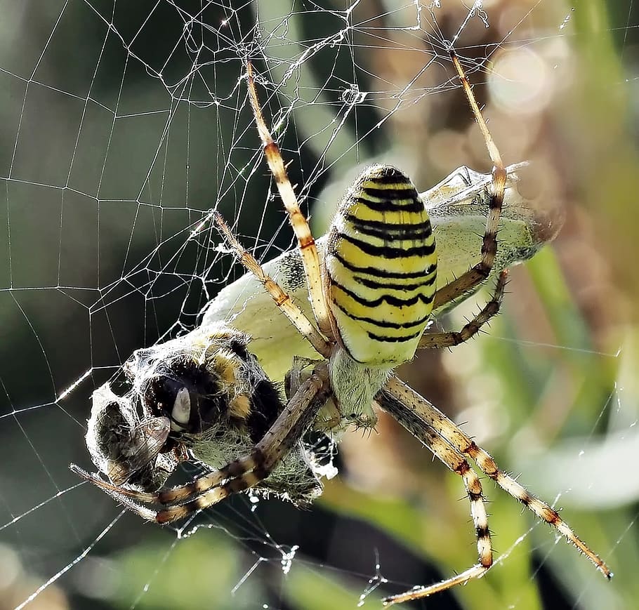 insecte, atrapat, teranyina, naturalesa, en viu, fauna animal, temes d'animals, animal, fragilitat, animals a la natura, invertebrat, un animal, centrar-se en primer pla, aranya, primer pla, artròpode, vulnerabilitat, aràcnids, cap gent, dia, supervivència, zoologia, a l'aire lliure, cames d’animal, web, complexitat, verinós, 1080P