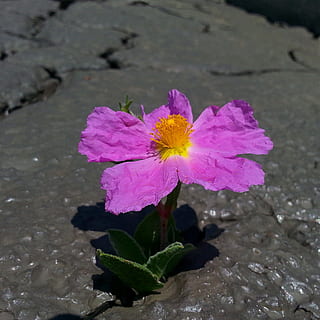 fiore, doga, fango, primavera, pianta fiorita, pianta, petalo, bellezza nella natura, vulnerabilità, fragilità, freschezza, testa di fiore, infiorescenza, crescita, natura, avvicinamento, colore rosa, foglia, parte vegetale, nessuno, giorno, acqua, all'aperto, polline, viola, 1080P, CC0, dominio pubblico, privo di copyright