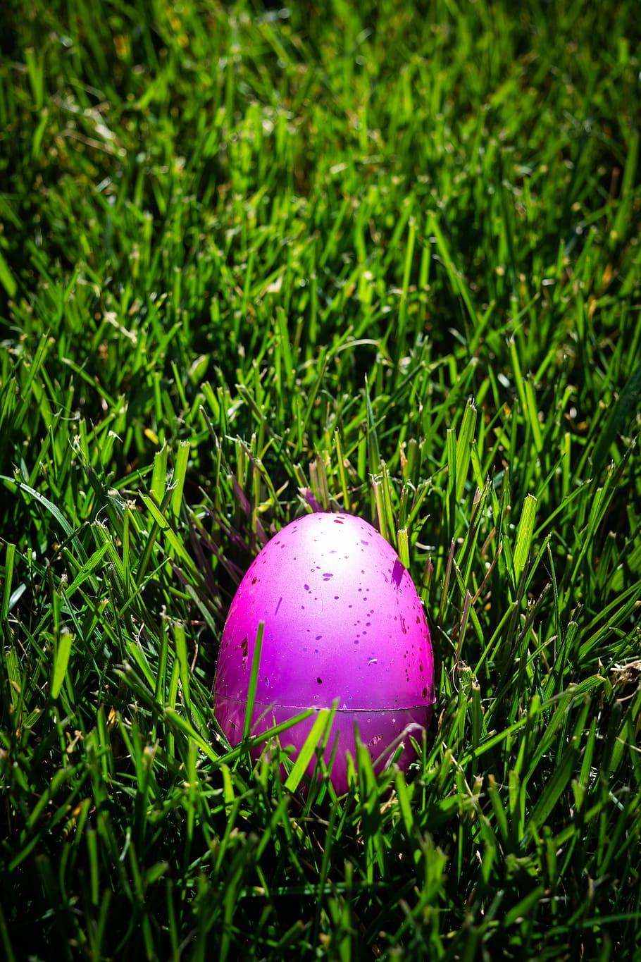 Ei, Rosa, Grün, Gras, Ostern, Frühling, Urlaub, bunt, Tradition, Farbe, Feier, grüne Farbe, Pflanze, Wachstum, Natur, Land, Nahansicht, keine Leute, Feld, lila, Lebensmittel, pinke Farbe, Tag, draußen, Essen und Trinken, High Angle View, fallen, Verletzlichkeit, 5K