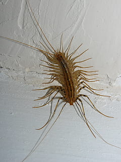 flytrap, hjem tusindbenet, tusindben, insekter, ingen mennesker, natur, dyr, dyre temaer, hav, dyreliv, dyr i naturen, jord, et dyr, tæt på, udendørs, høj vinkel visning, direkte over, sand, marine, hav liv, hvirvelløse, vand, skønhed i naturen, plante, strittende, 2K, CC0, offentligt domæne, royaltyfrie