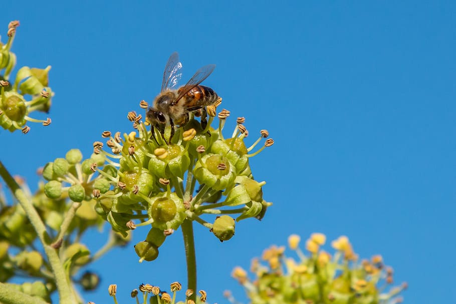 abella, nèctar, mel d'abella, insecte, recollir nèctar, naturalesa, tancar, flor, planta amb flors, animal, temes d'animals, planta, invertebrat, fauna animal, animals a la natura, un animal, bellesa a la natura, vulnerabilitat, fragilitat, frescor, cap gent, pètal, blau, cap de flor, polinització, a l'aire lliure, primavera, 2K