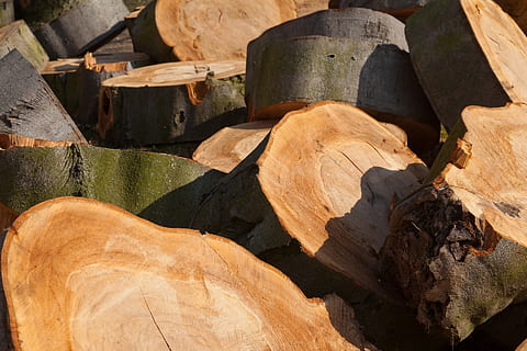 motoserra, fusta, tronc, arbre, tallar, va veure, pila, llenya, peces, material de fusta, registre, indústria de la fusta, indústria, Munt, naturalesa, pila de fusta, bosc, material, marró, secció transversal, celler, cap gent, agricultura, dia, soterrani, primer pla, llum solar, desforestació, full, part de la planta, terra, fons, centrar-se en primer pla, fulles, 1080P, CC0, domini públic, lliure de regalies