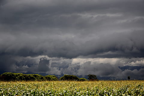 skyer, majs felter, sol, flyvende, storm, regn skyer, Sky, solskin, himmel, smuk, skyer i solen, Mark, landbrug, natur, sky - himmel, landskab, skønhed i naturen, miljø, plante, tordenvejr, dramatisk himmel, storm sky, jord, scenics - natur, regn, afgrøde, våd, ingen mennesker, mørk, udendørs, magt i naturen, vind, ildevarslende, skybrud, 5K, CC0, offentligt domæne, royaltyfrie