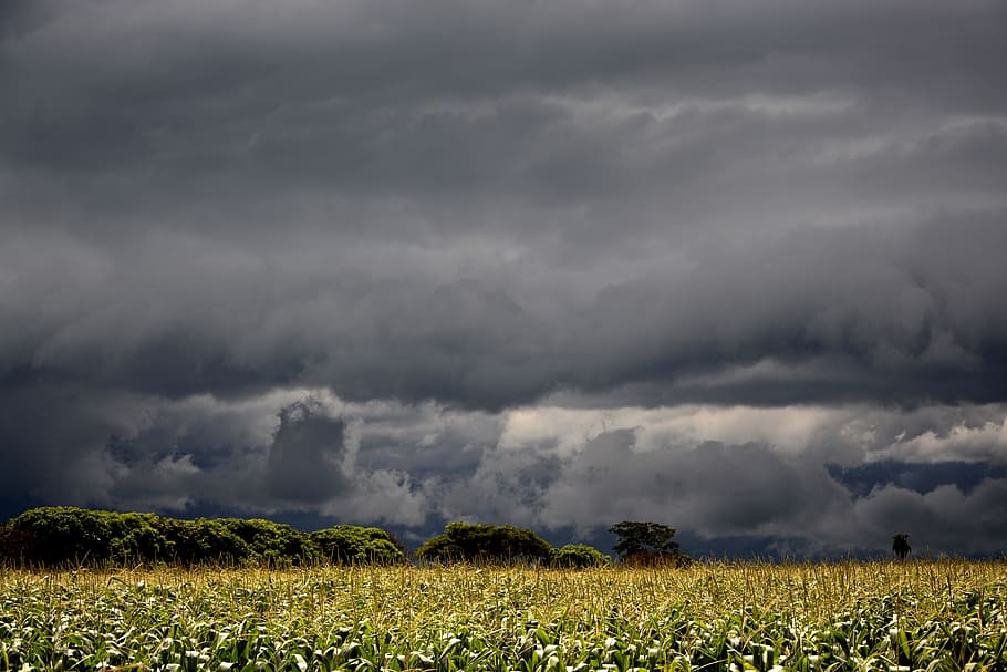 skyer, majs felter, sol, flyvende, storm, regn skyer, Sky, solskin, himmel, smuk, skyer i solen, Mark, landbrug, natur, sky - himmel, landskab, skønhed i naturen, miljø, plante, tordenvejr, dramatisk himmel, storm sky, jord, scenics - natur, regn, afgrøde, våd, ingen mennesker, mørk, udendørs, magt i naturen, vind, ildevarslende, skybrud, 5K