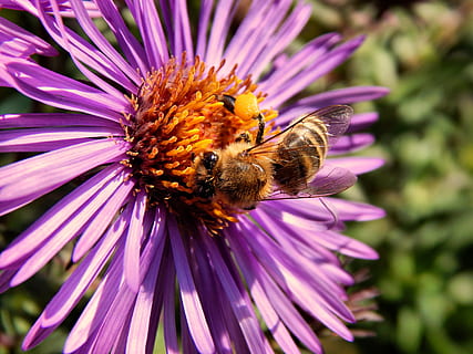 bipollen, makro, insekt, blomma, bi, pollen, pollinering, lila, natur, bräcklighet, blommande växt, djurteman, kronblad, djur-, ett djur, skönhet i naturen, friskhet, sårbarhet, djur i det vilda, blomhuvud, ryggradslös, tillväxt, växt, djurliv, närbild, inget folk, humla, 4K, CC0, offentligt domän, royaltyfria