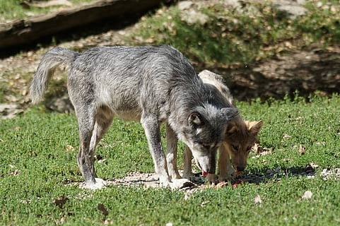 Foto, zwei, Wölfe, Gras, Timberwolf, Raubtier, Leitwolf, Hündchen, Tier, Tierthemen, Säugetier, ein Tier, Wirbeltier, Tierwelt, Land, Feld, keine Leute, Tiere in freier Wildbahn, Pflanze, Natur, Haustiere, Tag, Vieh, inländisch, in voller Länge, draußen, 2K, CC0, gemeinfrei, lizenzfrei